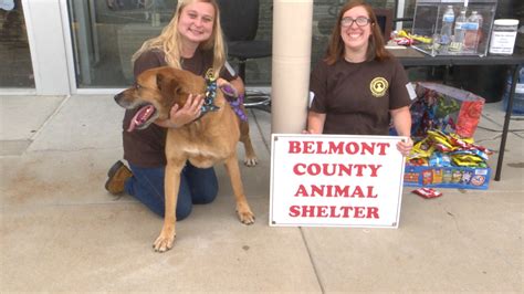 Belmont county animal shelter - May 11, 2023 · The volunteer program will resume shortly. ST. CLAIRSVILLE — The Belmont County commissioners decided to reinstate the volunteer program at the animal shelter after it was suspended for about ... 